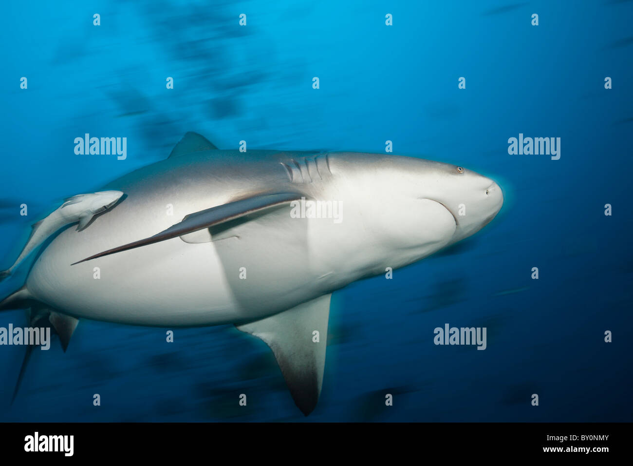 Bull Shark, Carcharhinus leucas, Beqa Lagoon, Viti Levu, Fiji Stock ...