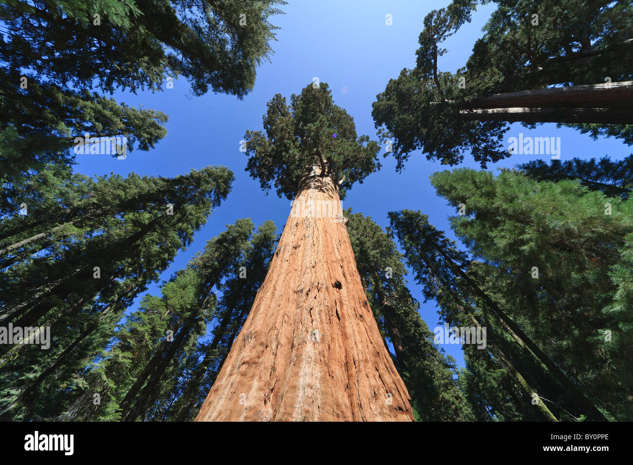 General Sherman (tree), Sequoia National Park in California, USA Stock Photo