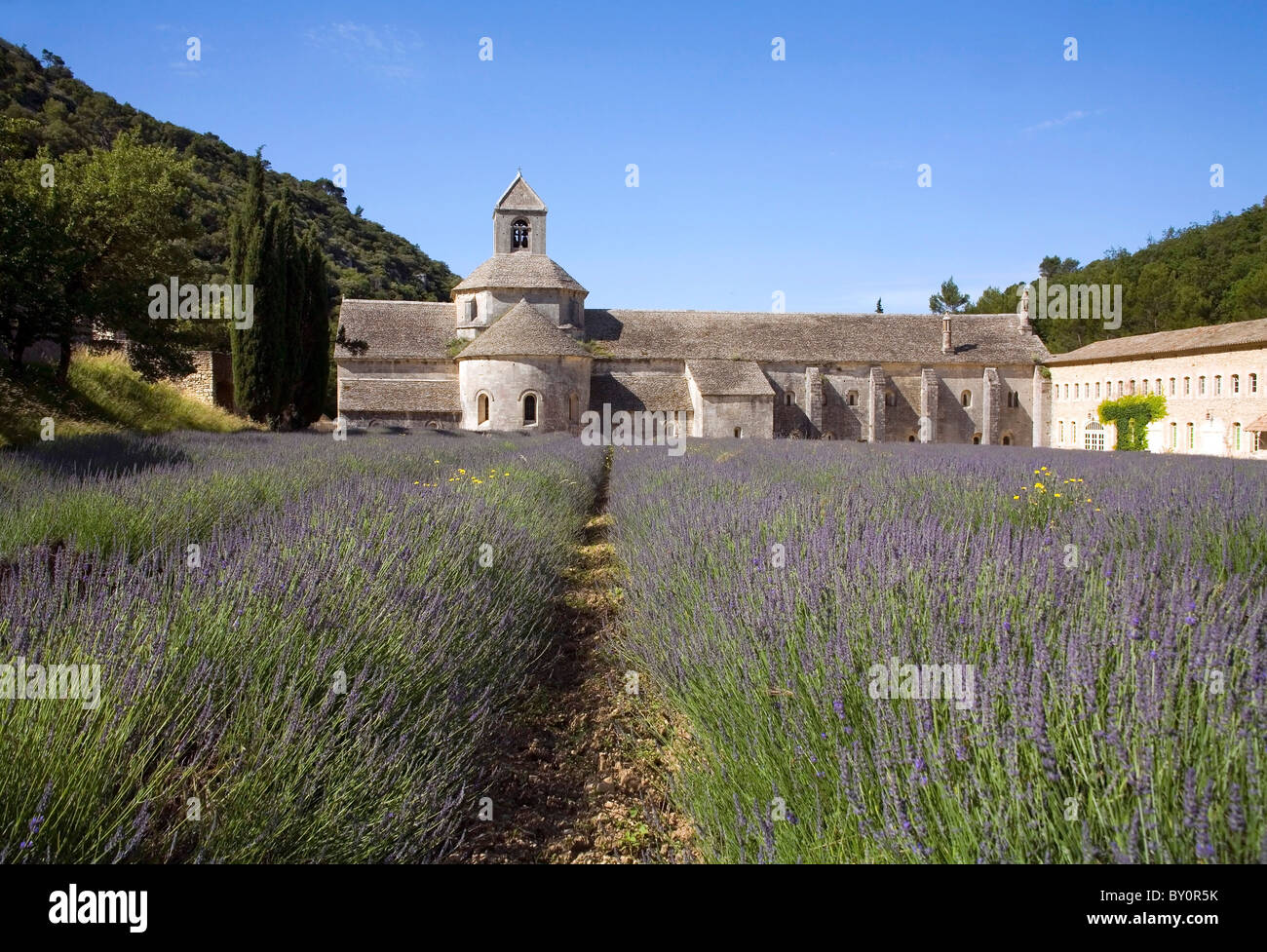 Lavender fields at the Abbaye de Senanque at Gordes in Provence France Stock Photo