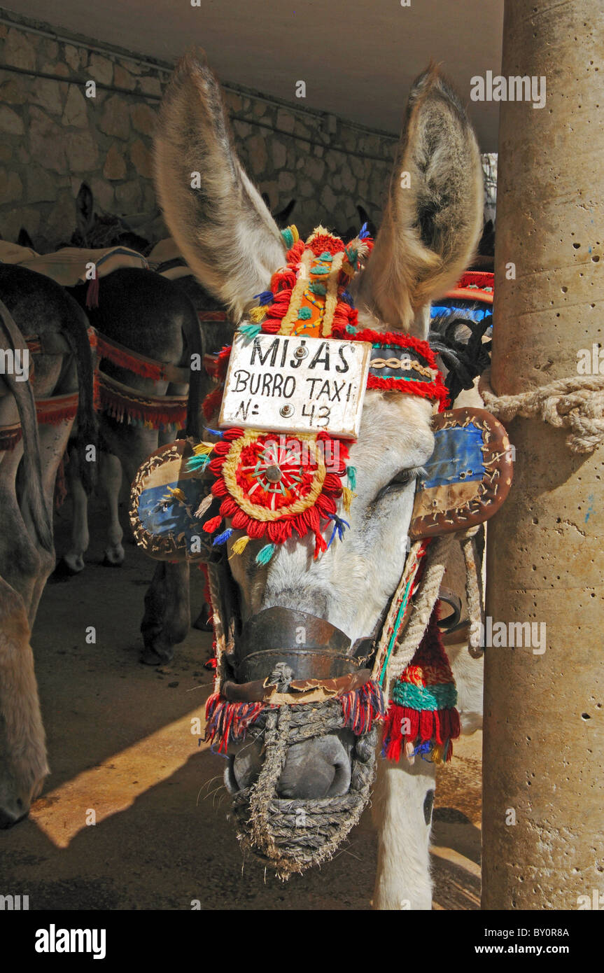 Donkey (burro taxi), Mijas, Costa del Sol, Malaga Province, Andalucia, Spain, Western Europe. Stock Photo