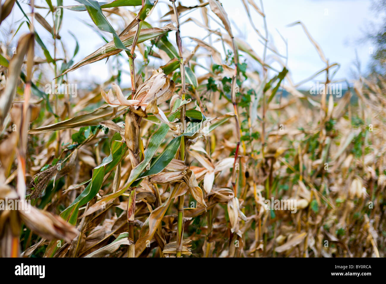 Landscape with corn field ready for harvest Stock Photo Alamy