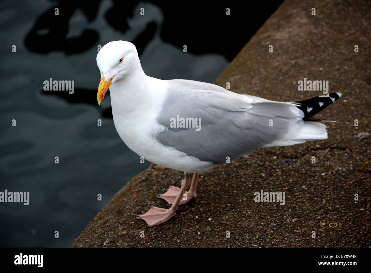 A British seagull classed as vermin Stock Photo