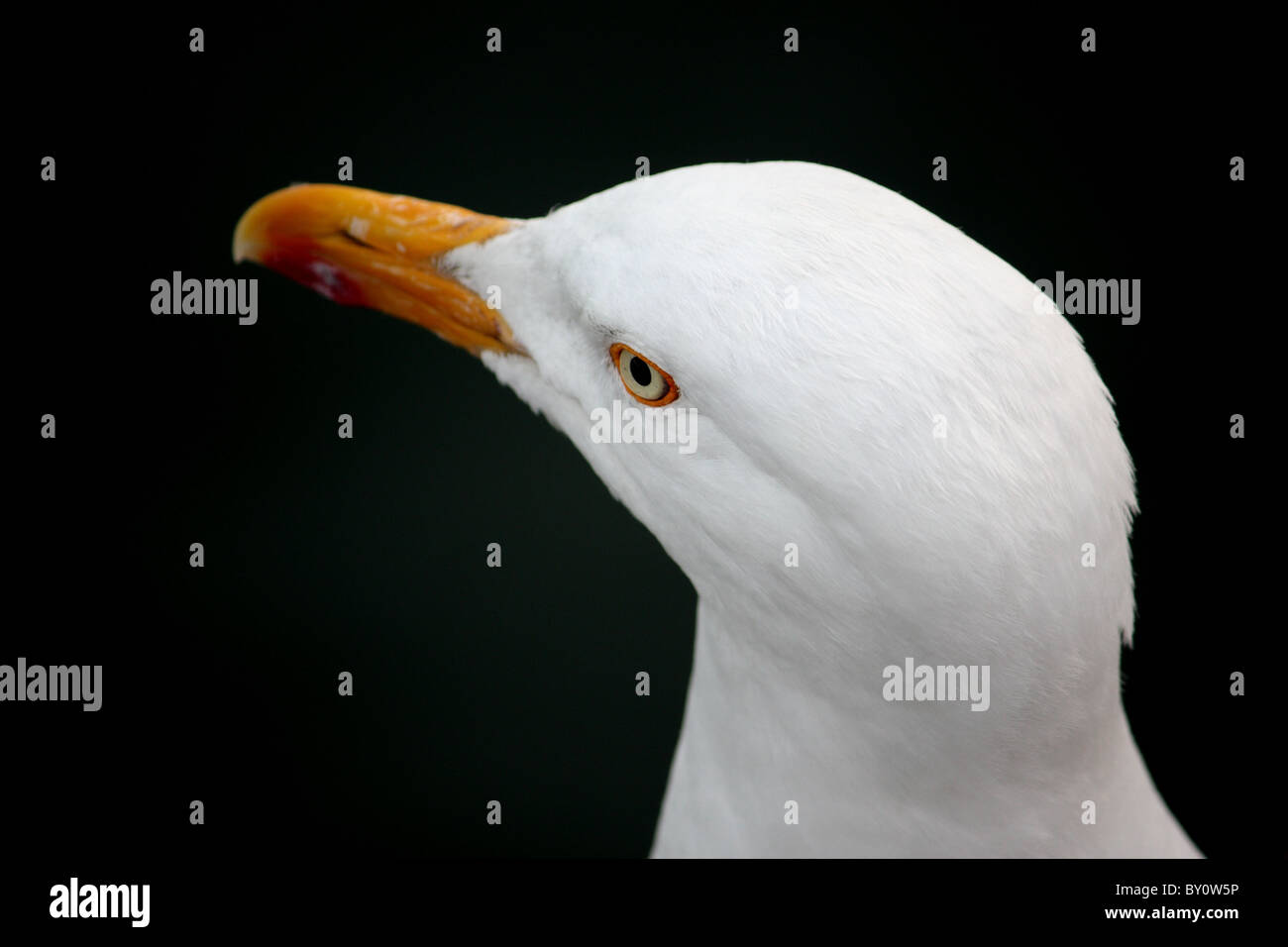 A British seagull classed as vermin Stock Photo - Alamy