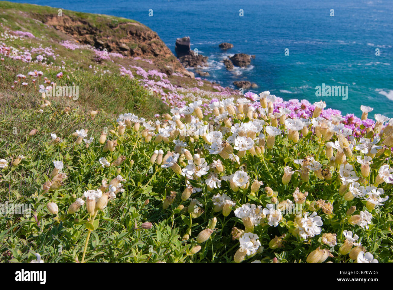 Island of flowers and birds hires stock photography and images Alamy
