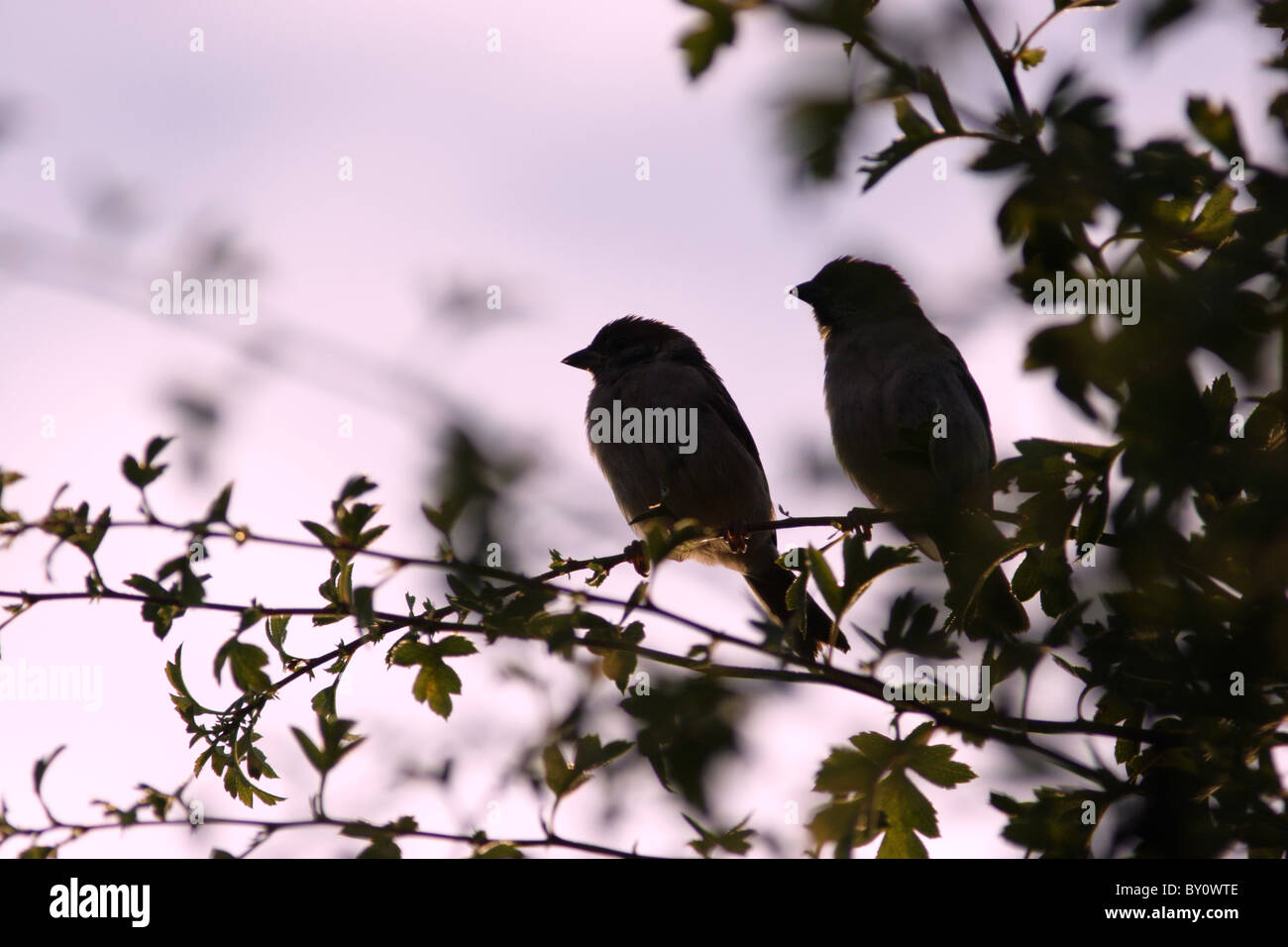 Tree sparrow silhouettes in hedgerow, summer, Yorkshire, UK Stock Photo