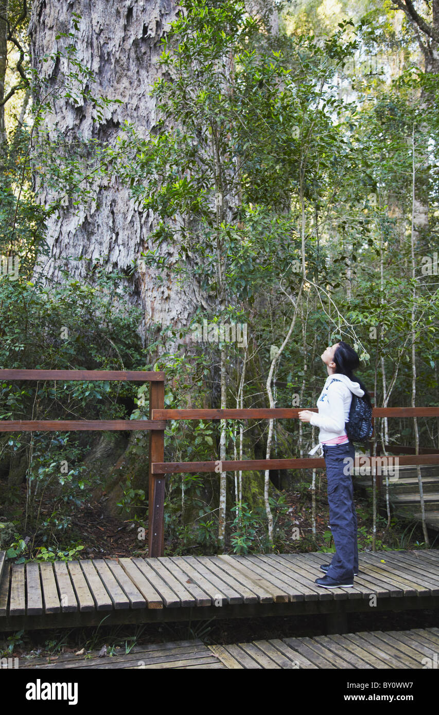 Woman looking up at the Big Tree, Storms River, Eastern Cape, South Africa (MR) Stock Photo