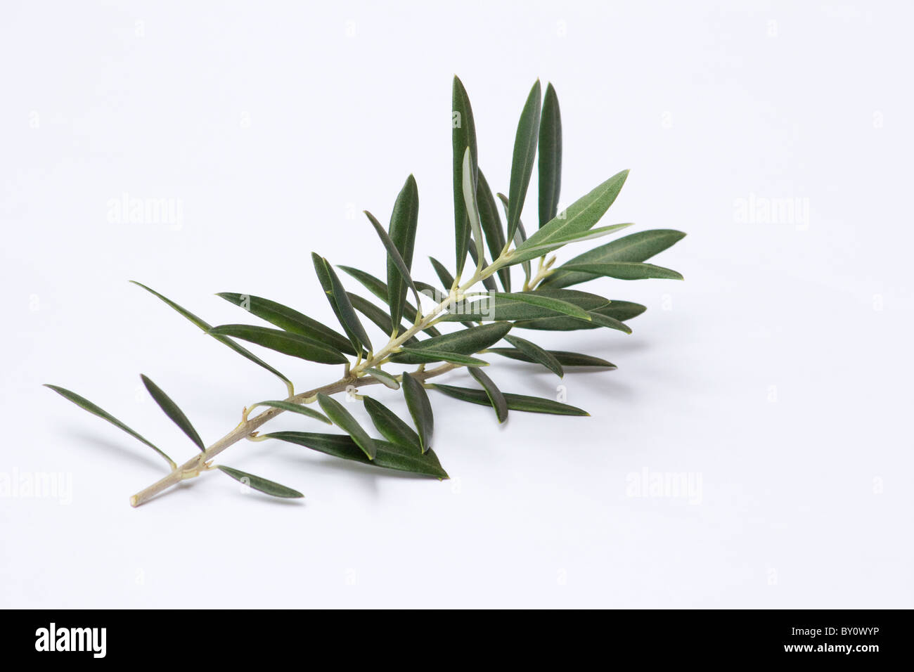 Olive leaves on white background Stock Photo Alamy