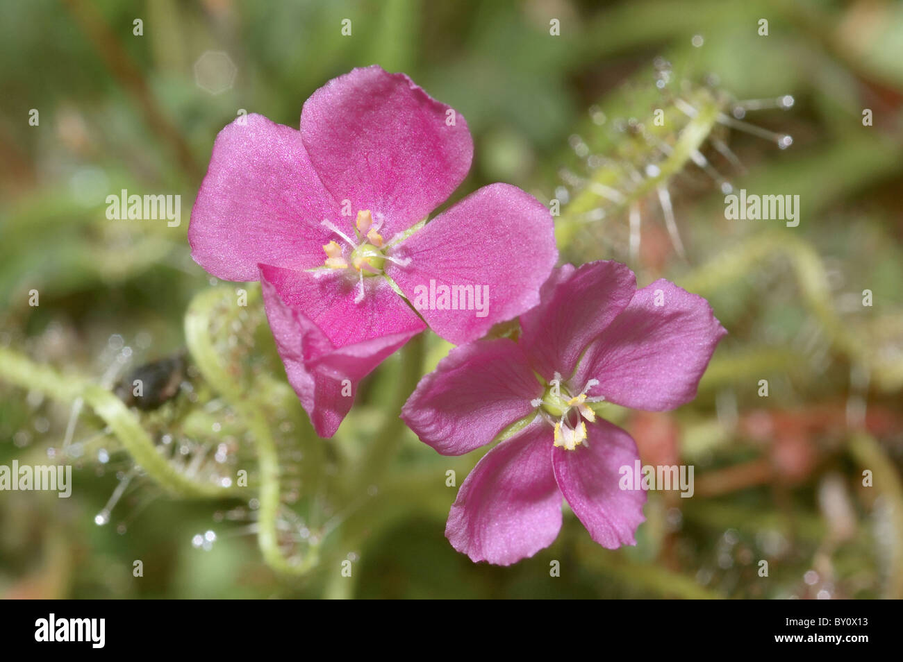 Drosera indica flowers, Konkan, Maharashtra, INDIA. HORIZONTAL IMAGE. Stock Photo