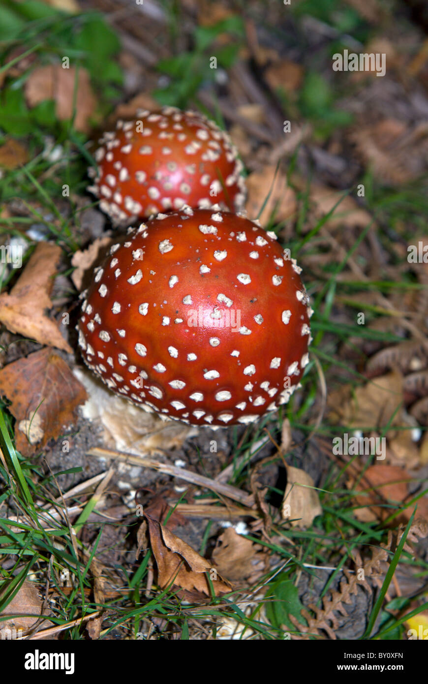 A fly agaric with its bright red cap and white spots amongst autumn leaves Stock Photo