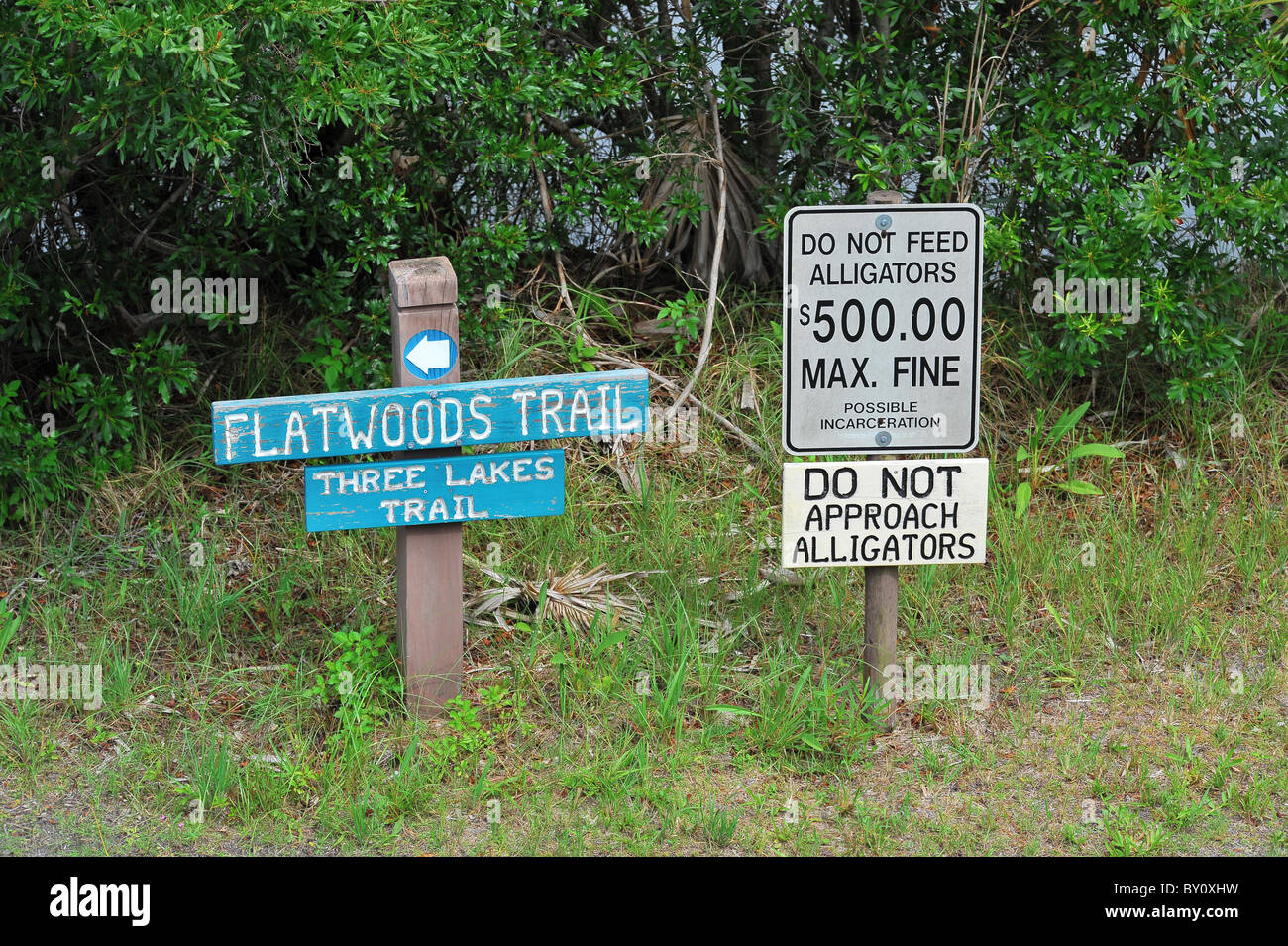 Sign warning of the danger of approaching Alligators and of the fine for feeding them at Flatwoods Trail, Florida. Stock Photo