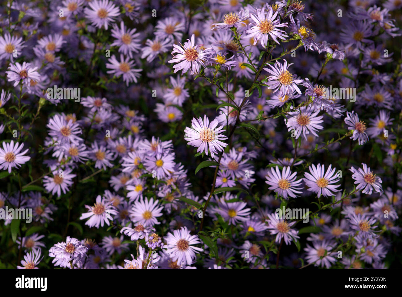 Michaelmas Daisy or Aster in full colour in autumn Stock Photo
