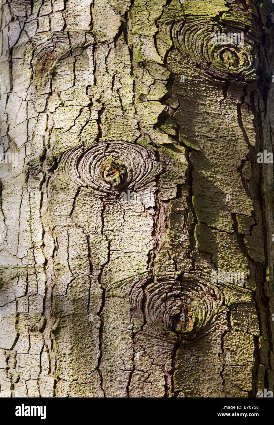 Cracked bark of a sycamore tree with eyes from shed branches Stock