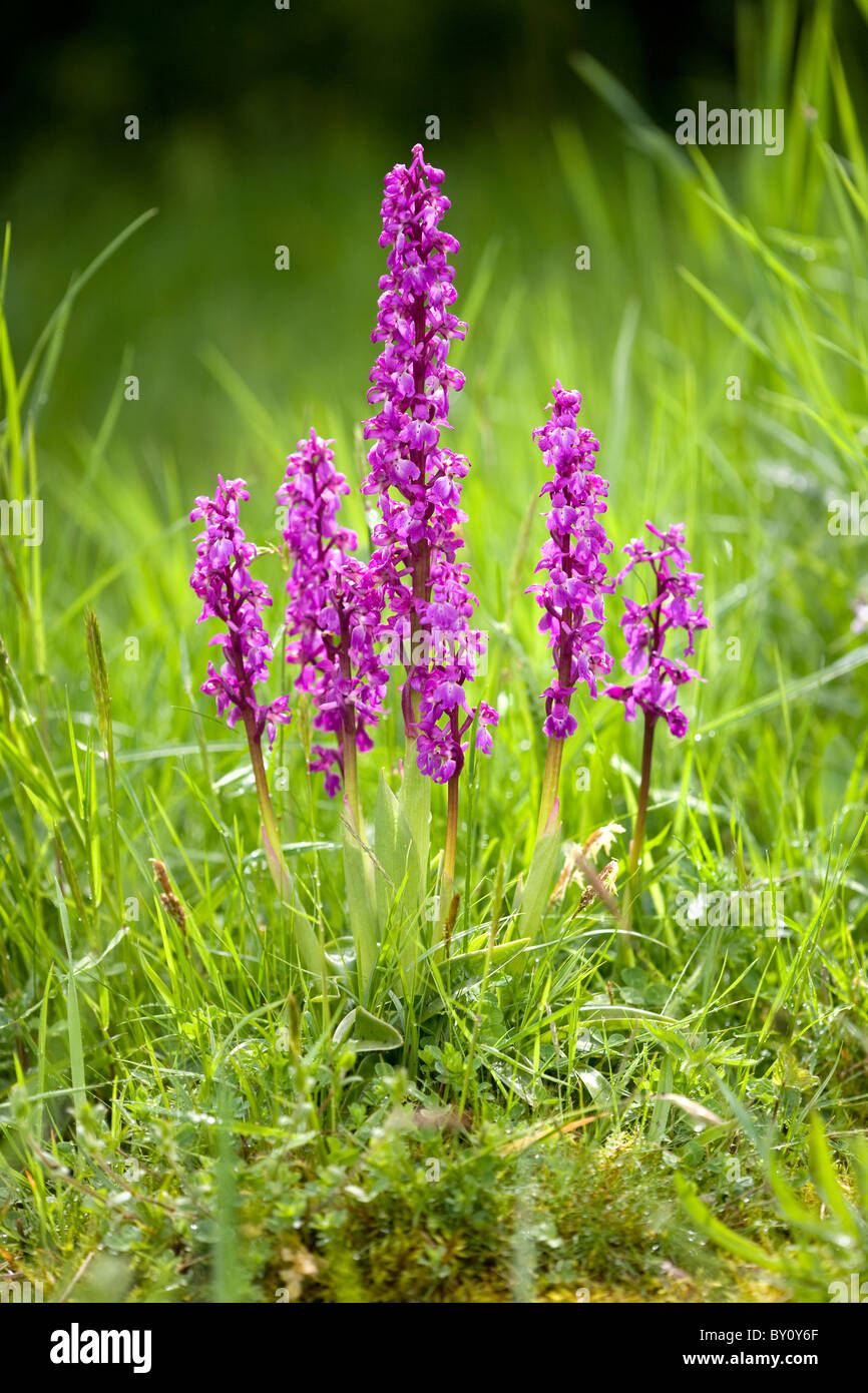 Early Purple Orchid Orchis mascula clonal colony Stock Photo