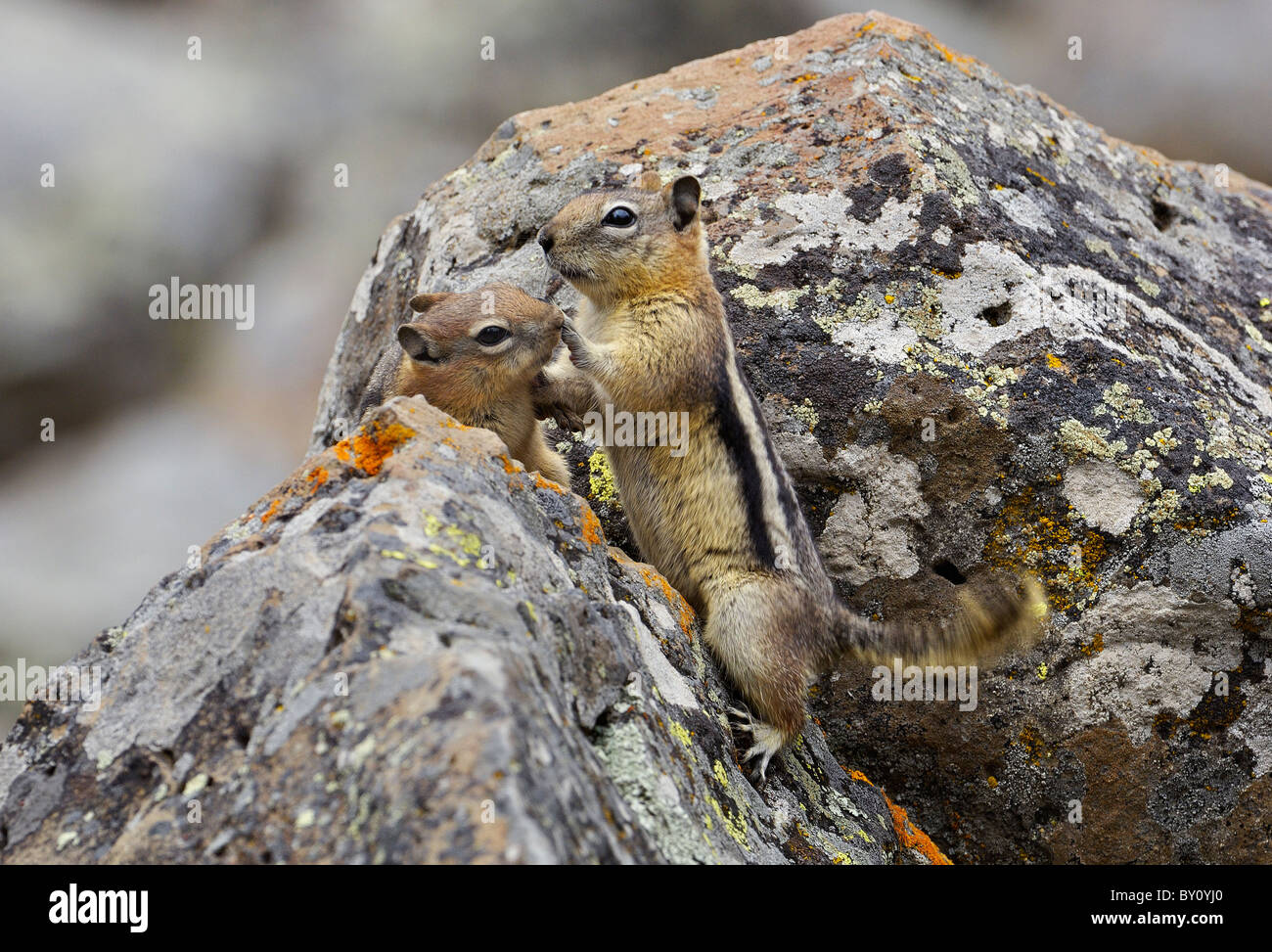 Golden-mantled Ground Squirrels playing and loving. Stock Photo