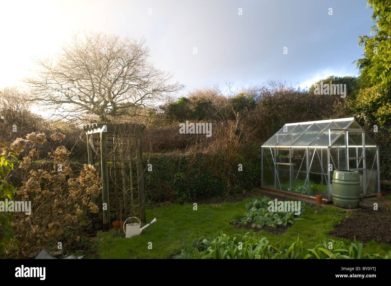 A greenhouse in the corner of a garden after a rainstorm. Also shows leeks and spring cabbages Stock Photo