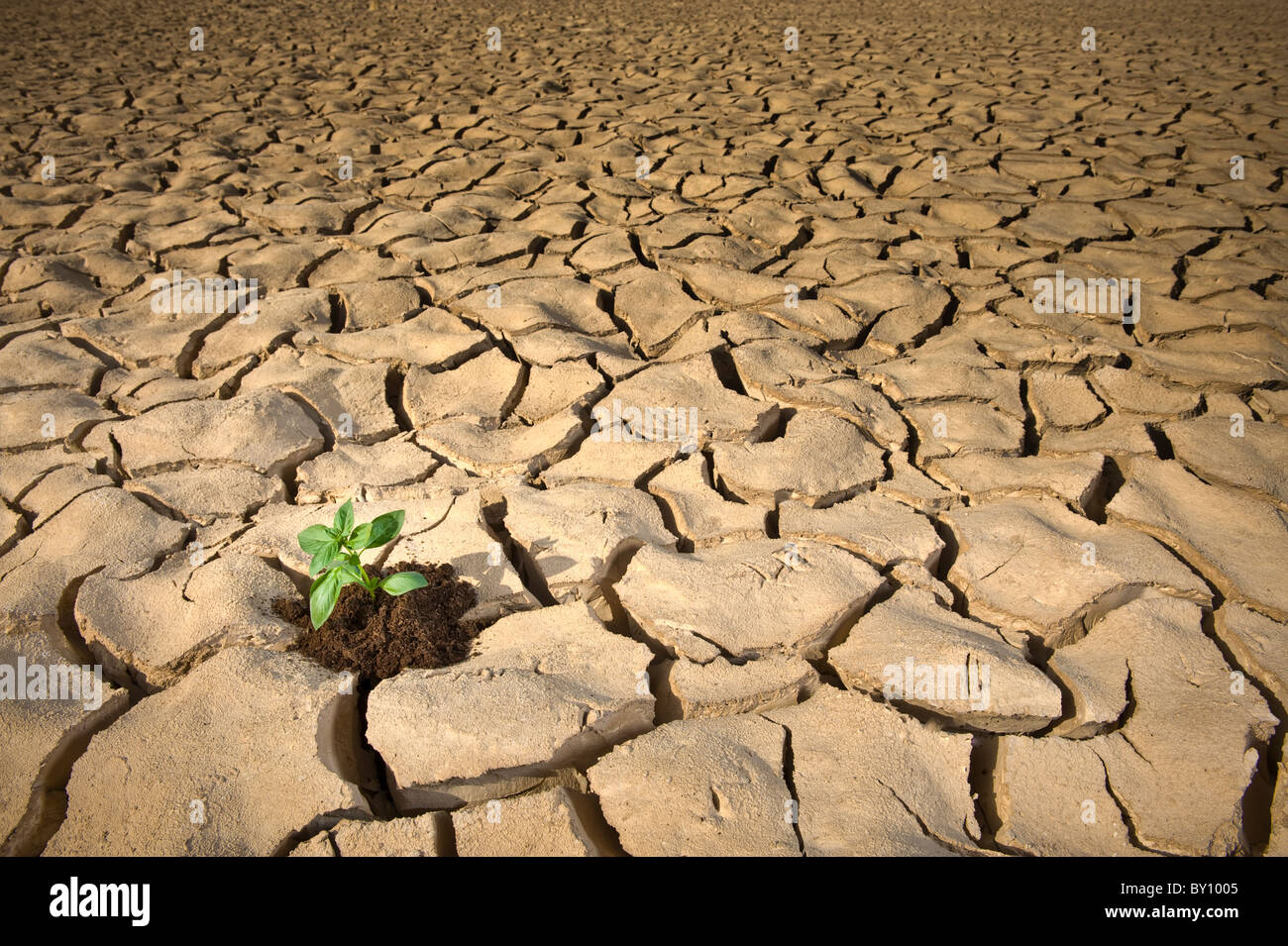 small Basil plant in apile of soil on a cracked soil surface Stock Photo