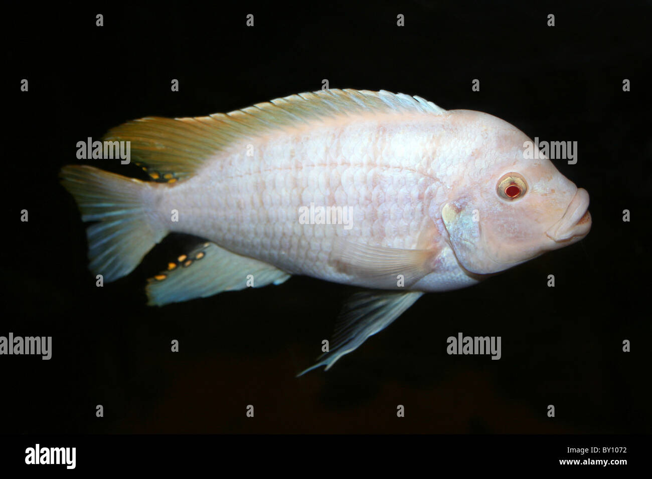 Lake Malawi Cichlid - Snow White Zebra Pseudotropheus zebra Stock Photo