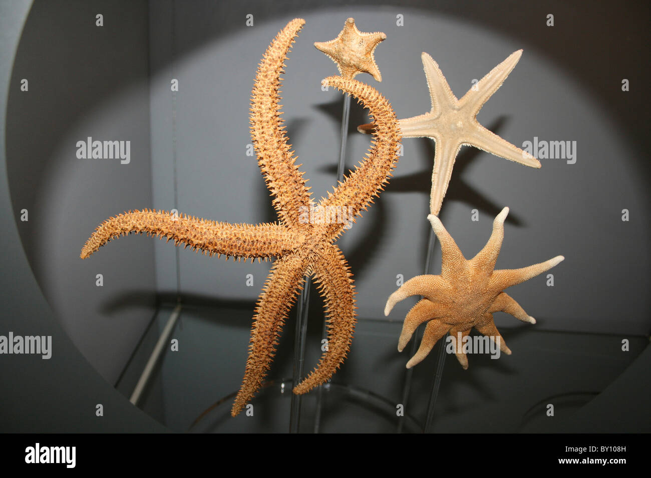 Museum Display Showing Various Starfish Species Stock Photo