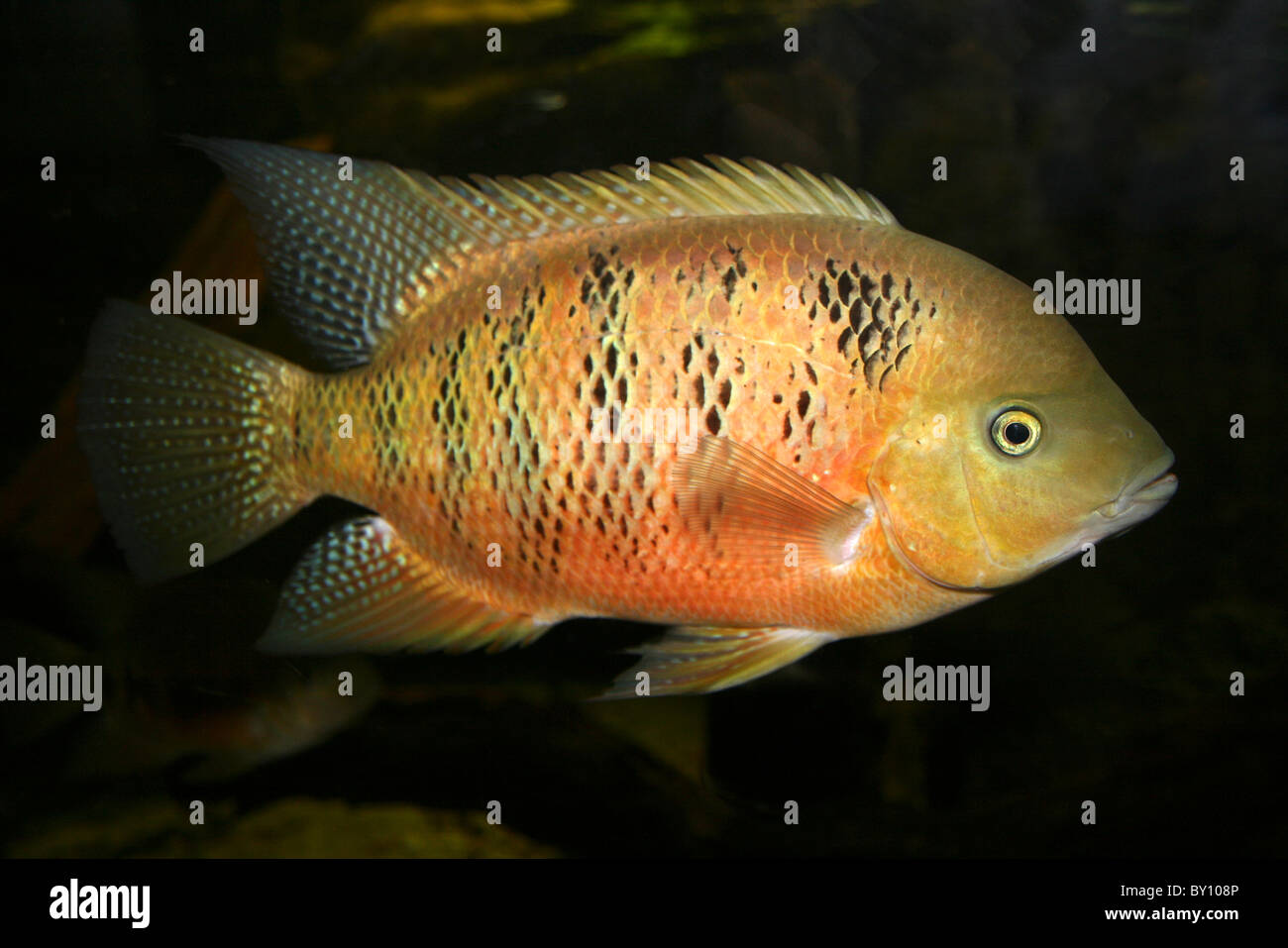 Pearl Cichlid Geophagus brasiliensis Stock Photo Alamy