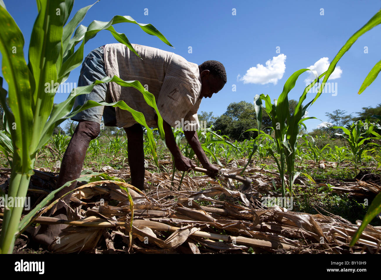 MECEBURI FOREST RESERVE, NEAR NAMPULA, MOZAMBIQUE, May 2010 : Farmer Nimale Maribu Saidi at work in his maize field. Stock Photo