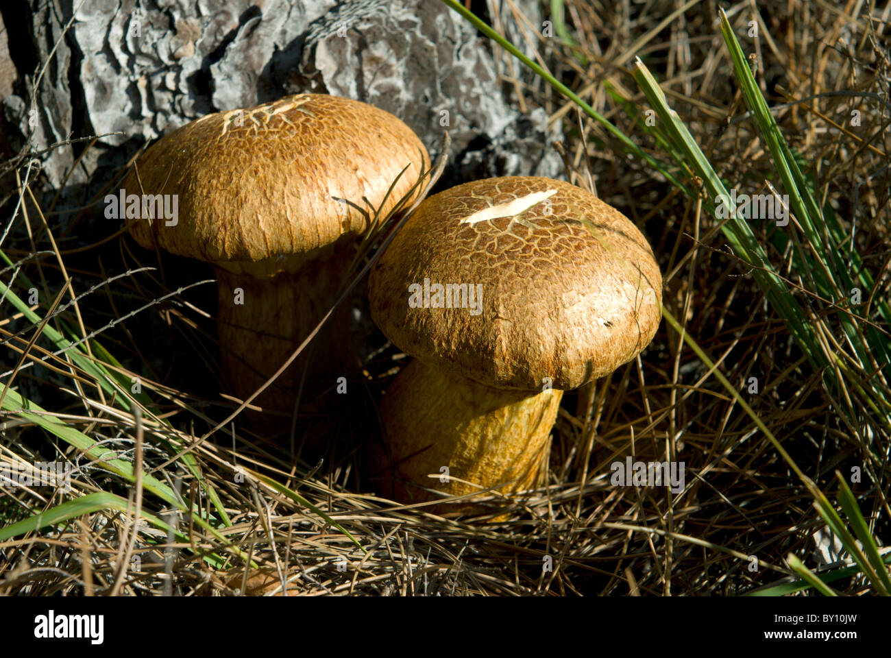 Fungus growing in the shelter of a conifer on the woodland edge Stock Photo