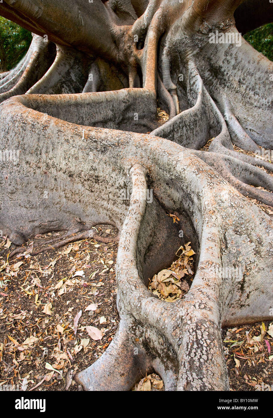 Fig tree roots in water hires stock photography and images Alamy