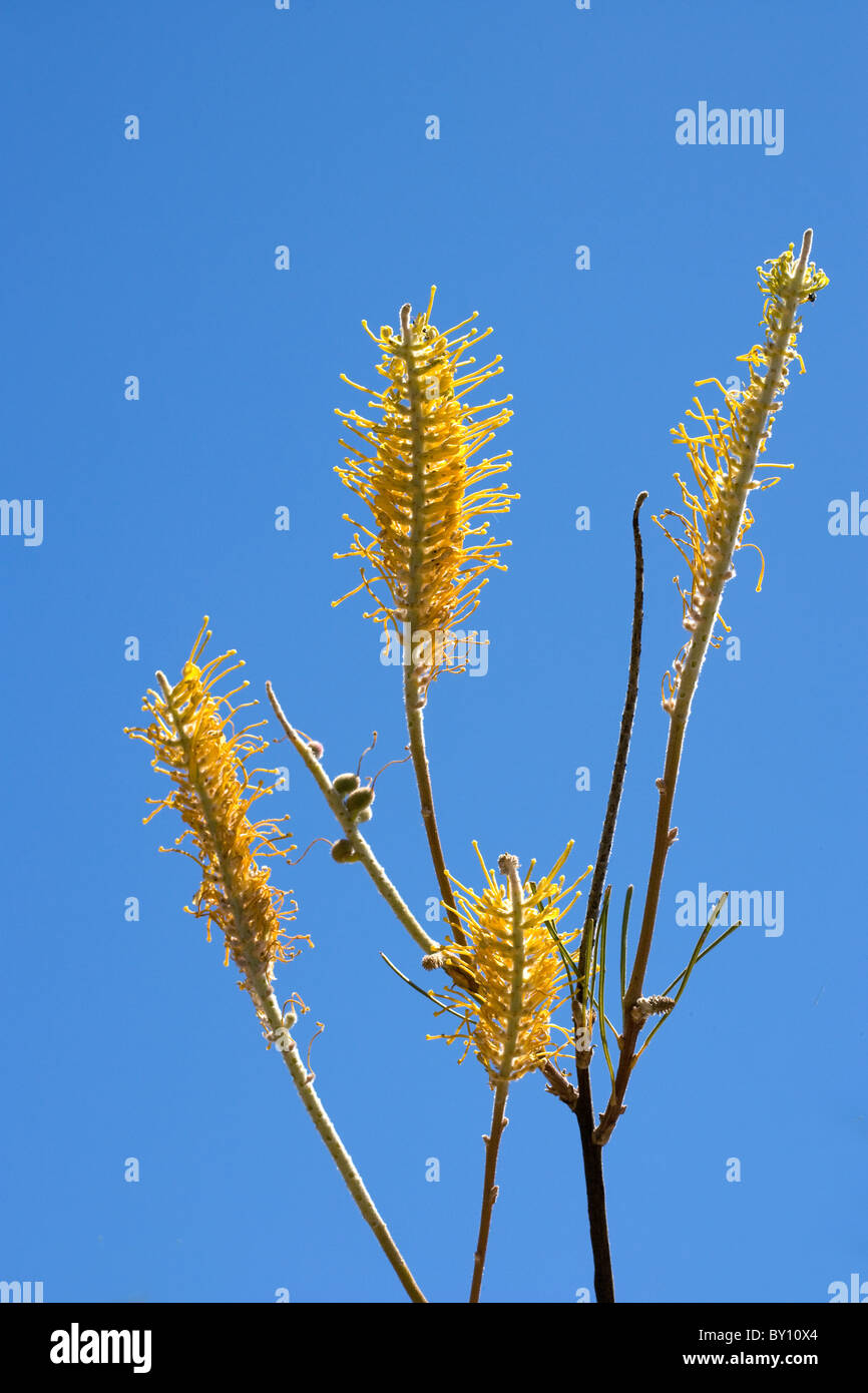 Flowers of a tall Western Australian bush plant near Kalbarri possibly a Grevillea Stock Photo