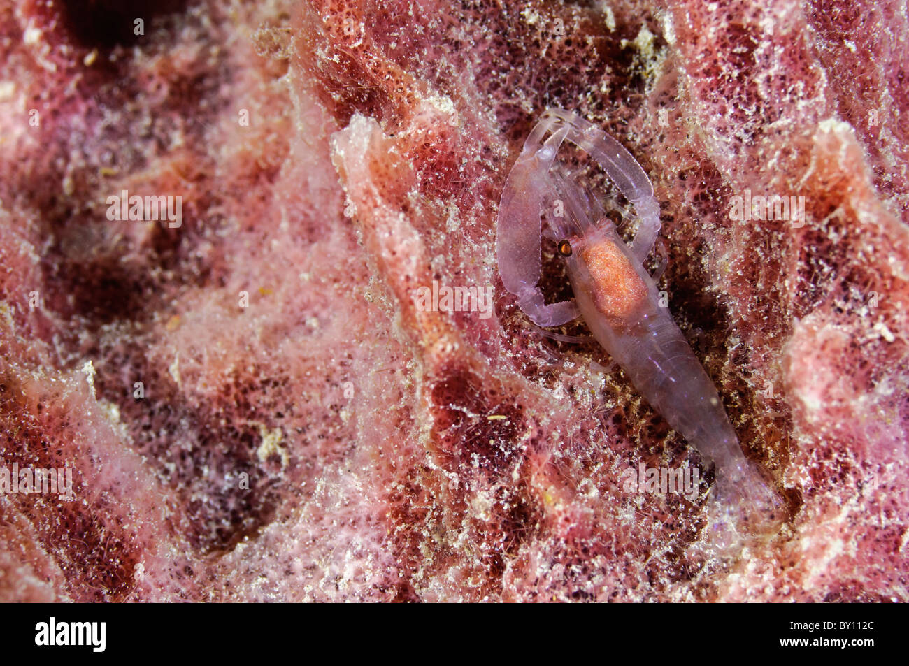 Pistol or snapping shrimp on a barrel sponge, Manokwari, West Papua, Indonesia. Stock Photo