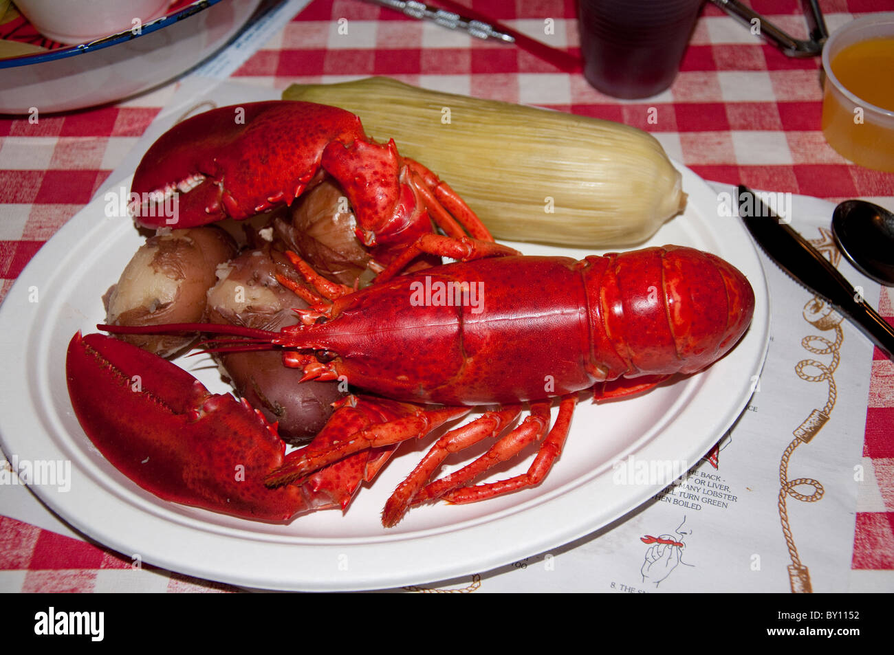 Maine Lobster and soft shell clams in Plymouth Massachusetts USA Stock Photo Alamy