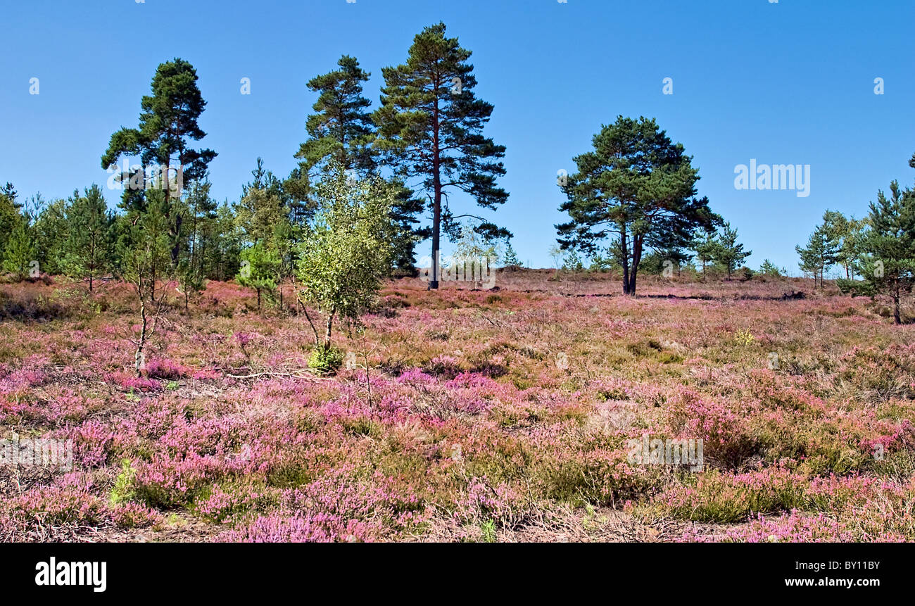 Lowland heath at Thursley Common in Surrey England with heather Scots pine and birch Stock Photo