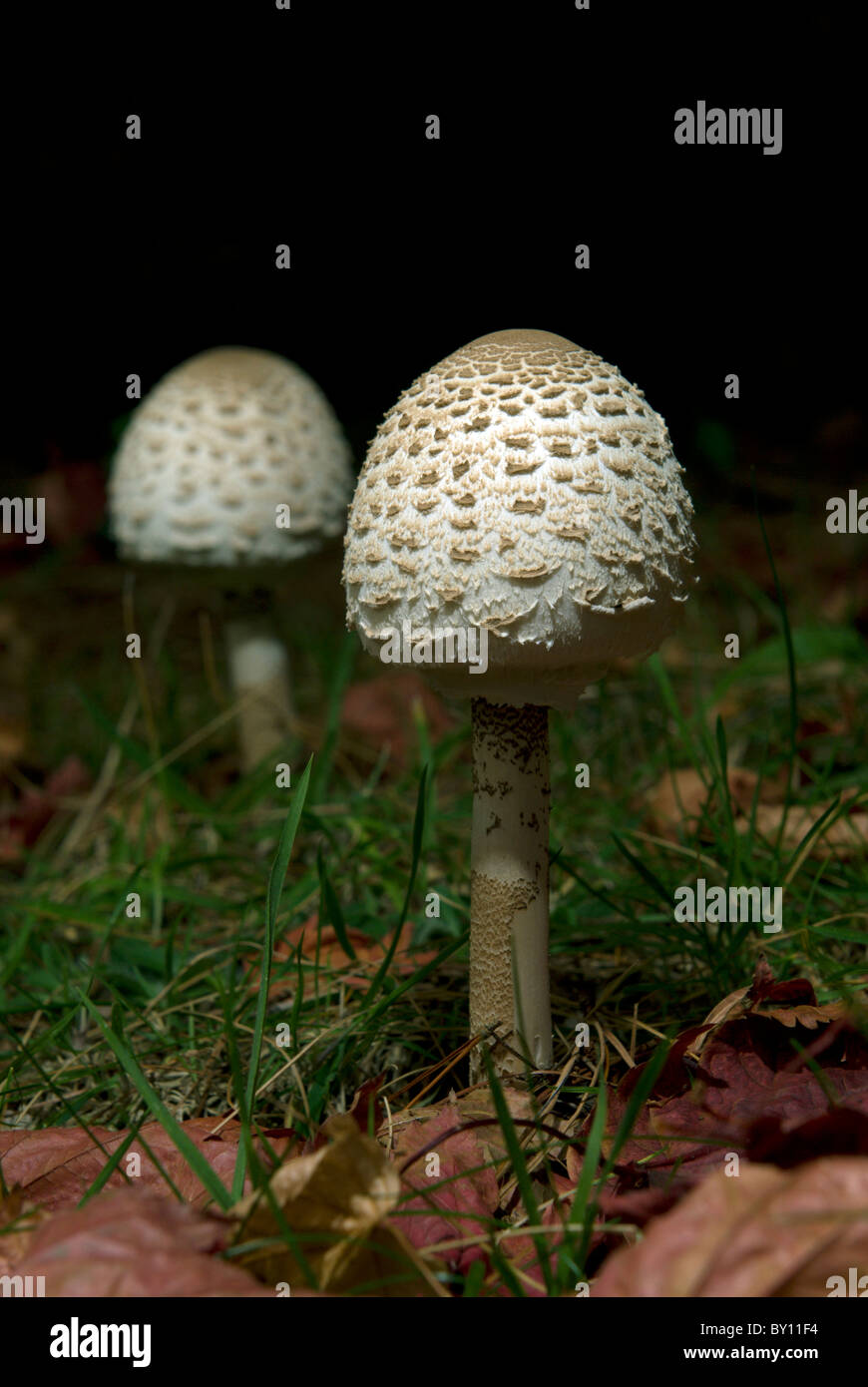 Parasol mushrooms on the woodland floor amongst the autumn leaves in the New Forest National Park in Hampshire Stock Photo