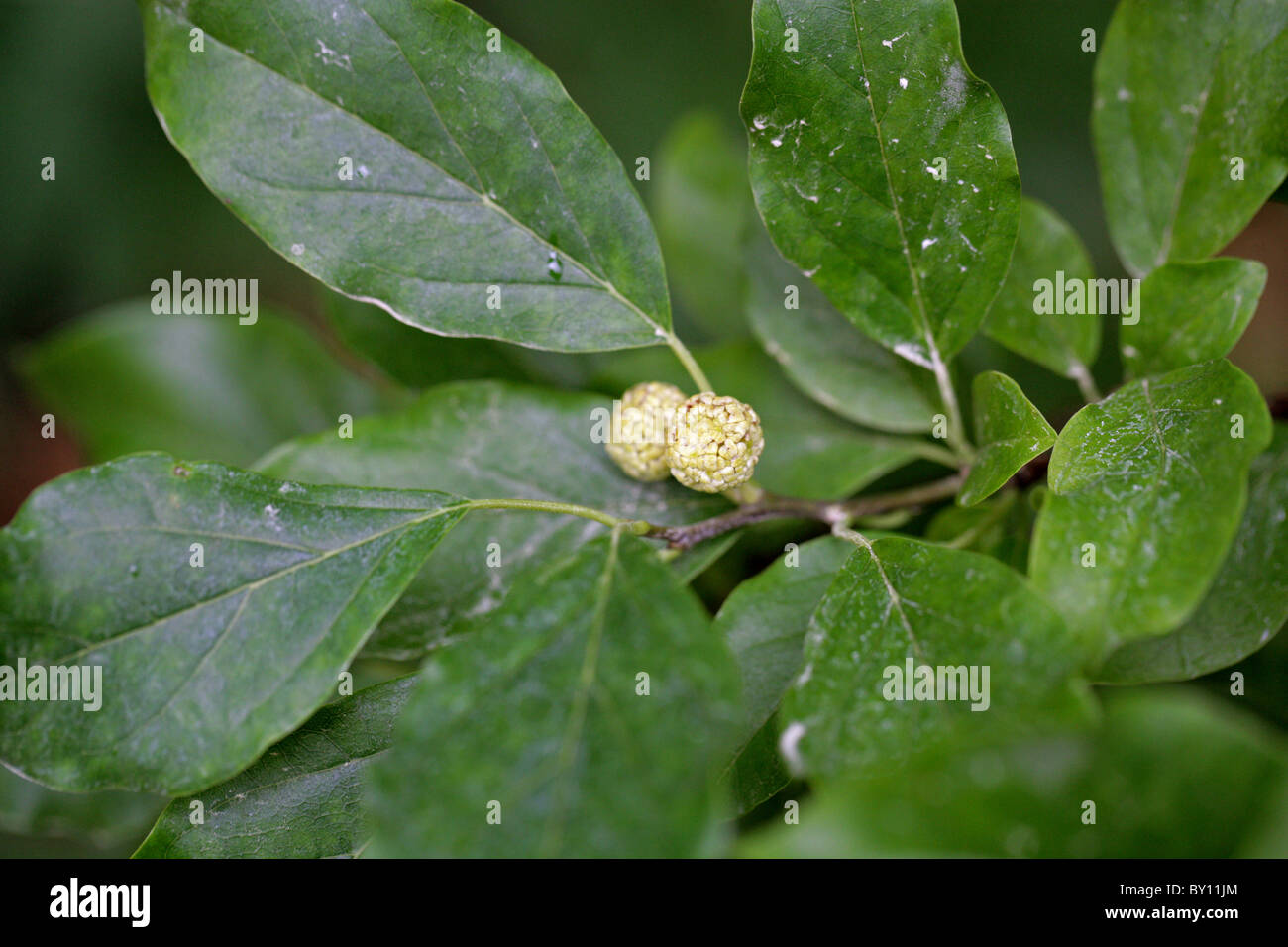 Chinese Mulberry, Cudrang or Mandarin Melon Berry, Maclura tricuspidata