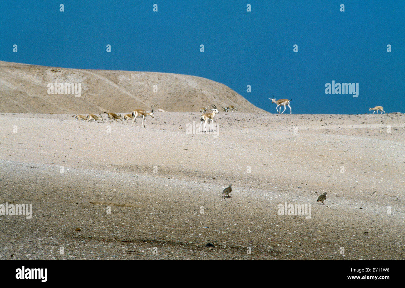 Sir bani yas reserve hi-res stock photography and images - Alamy