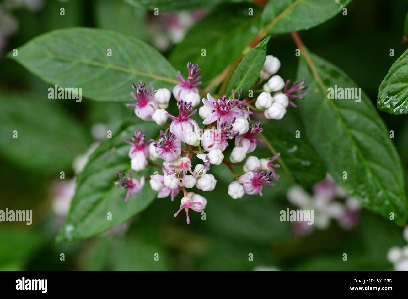 Evergreen Hydrangea, Dichroa versicolor, Hydrangeaceae, China, Asia Stock Photo