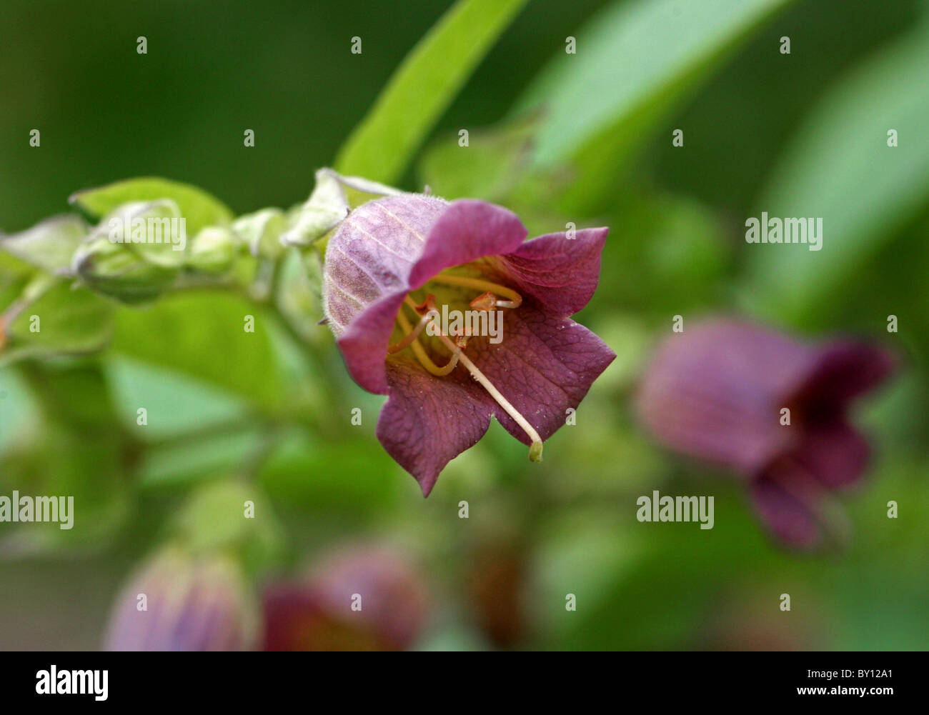 Deadly Nightshade, Atropa belladonna, Solanaceae. Europe, North Africa, and Western Asia. Stock Photo