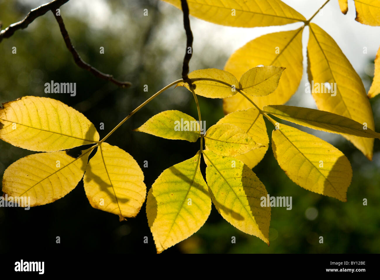 Late afternoon autumn sunshine picks out the fine veining and detail of leaves as they slowly change colour Stock Photo