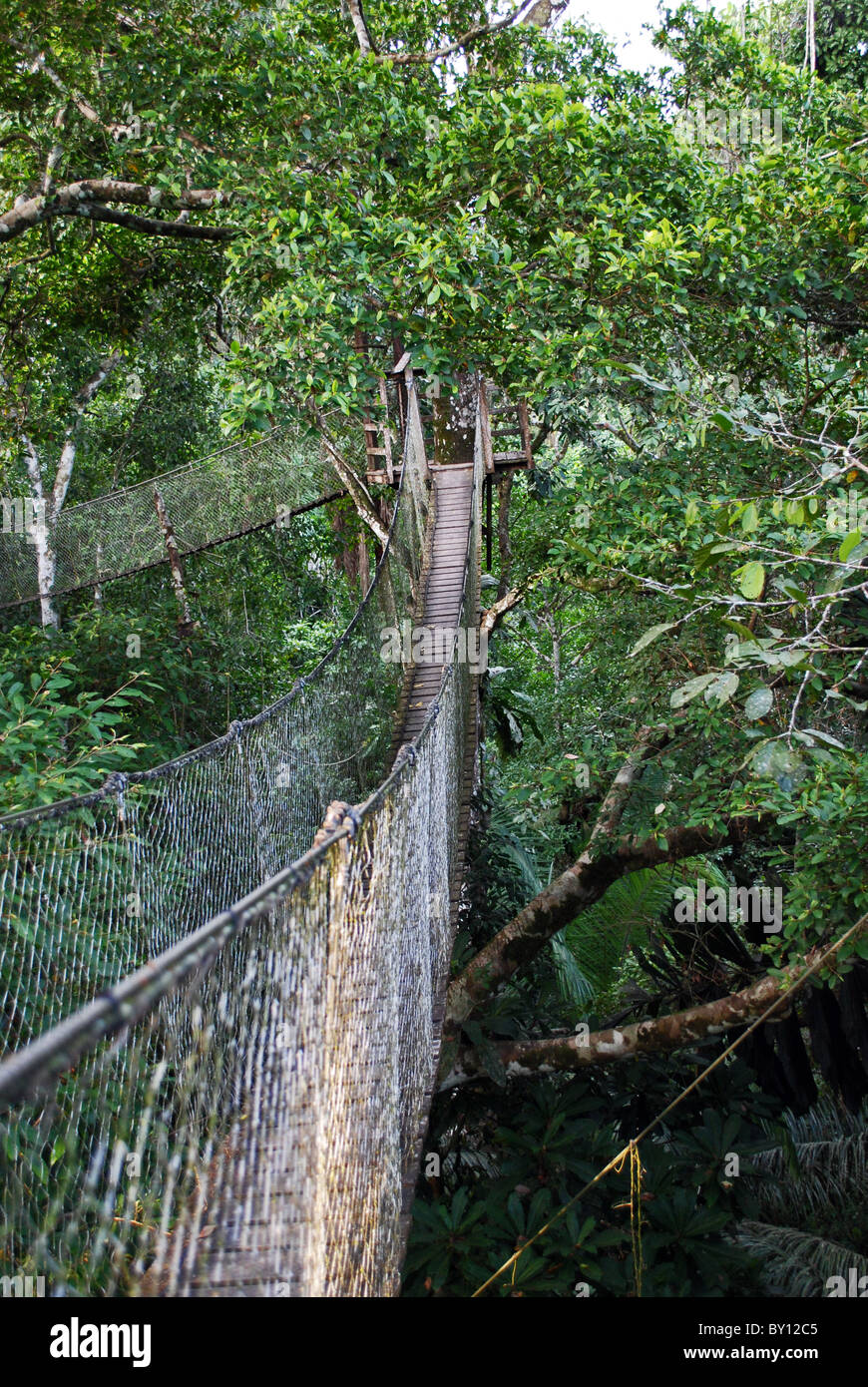 Suspension bridge, rainforest canopy walk, Inkaterra Reserva Amazonica ...