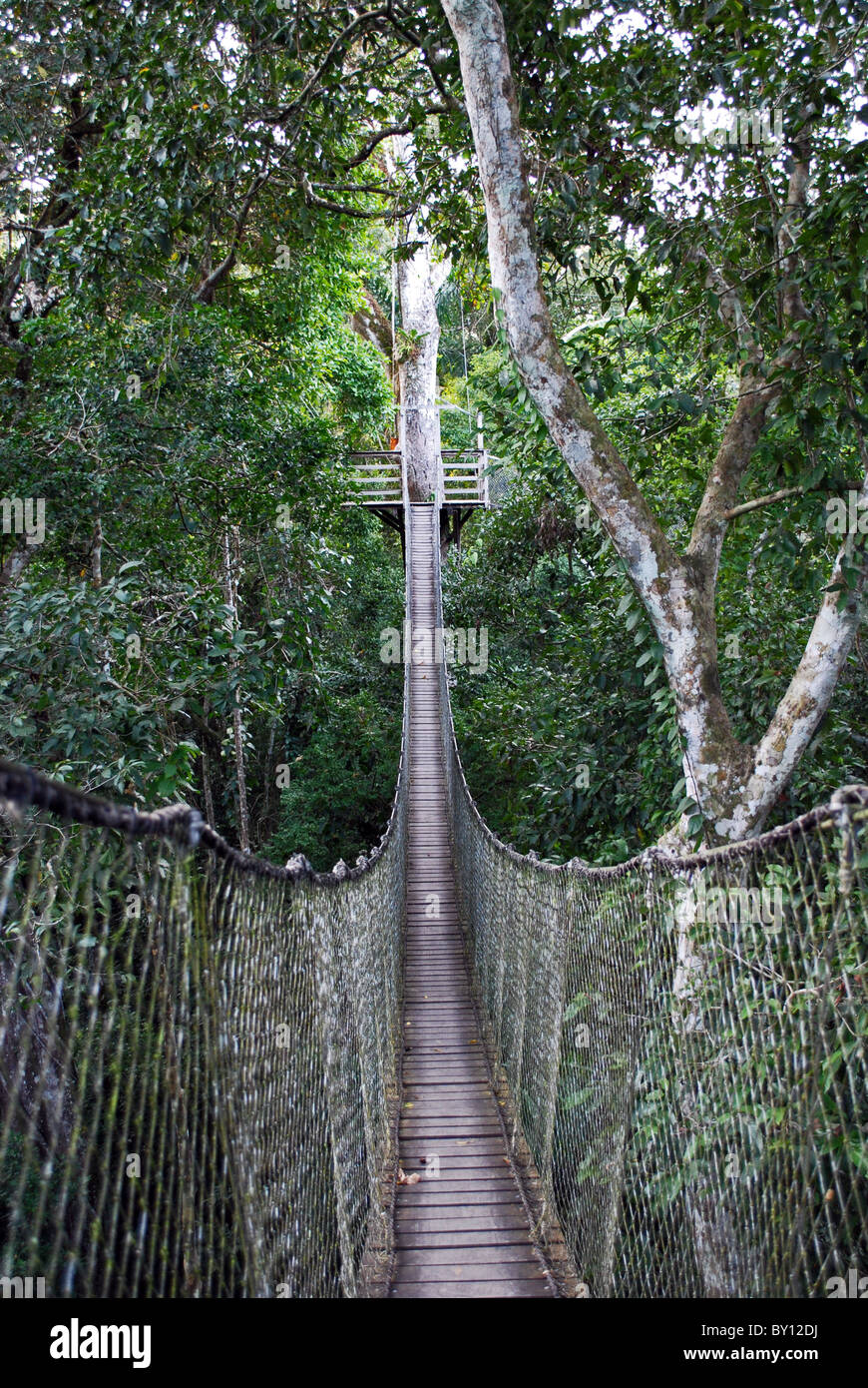 Suspension bridge, rainforest canopy walk, Inkaterra Reserva Amazonica ...