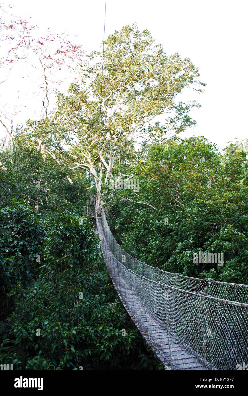Suspension bridge, rainforest canopy walk, Inkaterra Reserva Amazonica ...