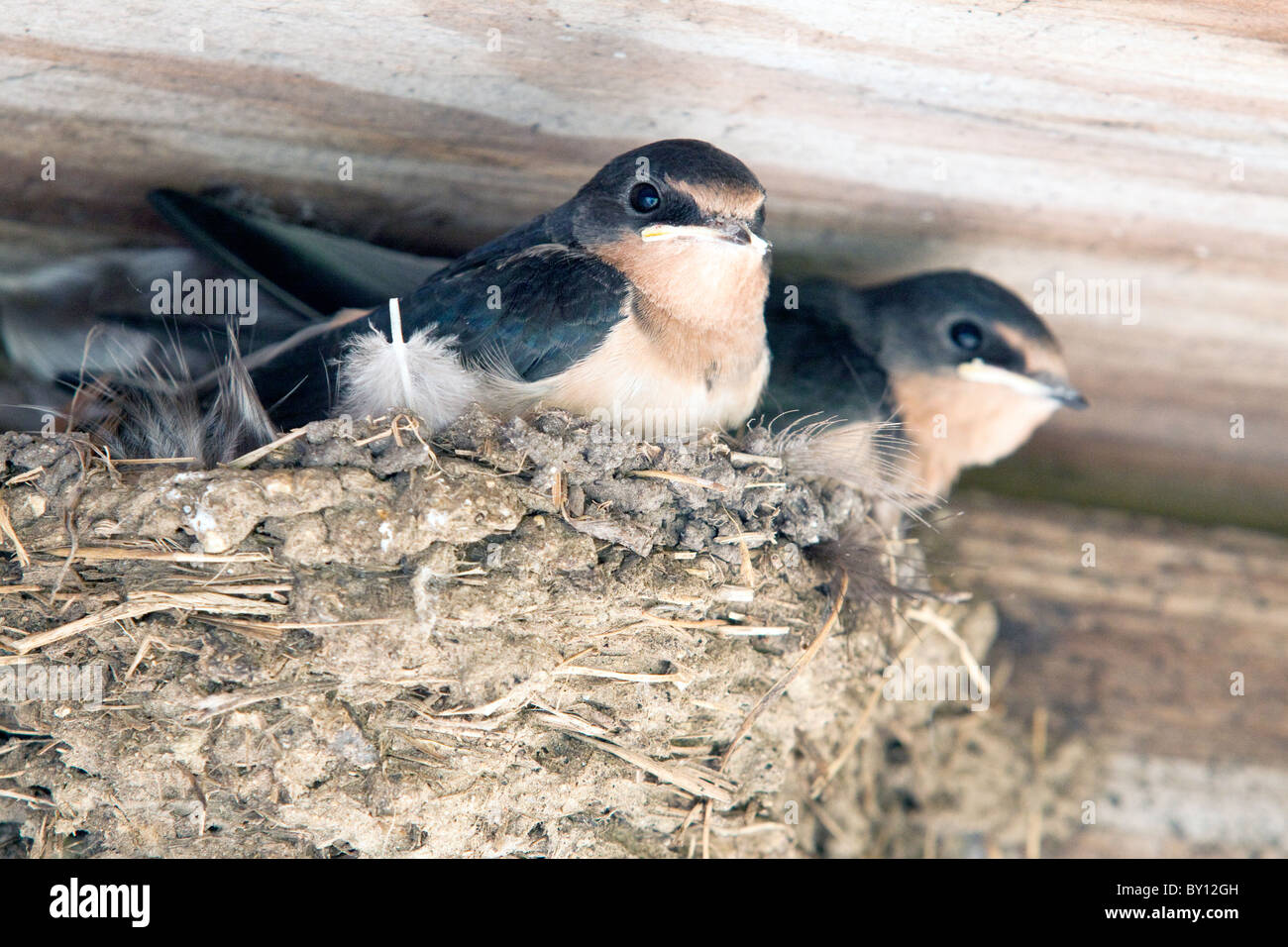 Young barn swallows in their nest in the barn Stock Photo