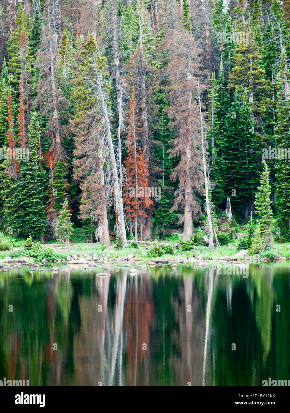 Medicine Bow Mountain national forest, A Wyoming national park Stock