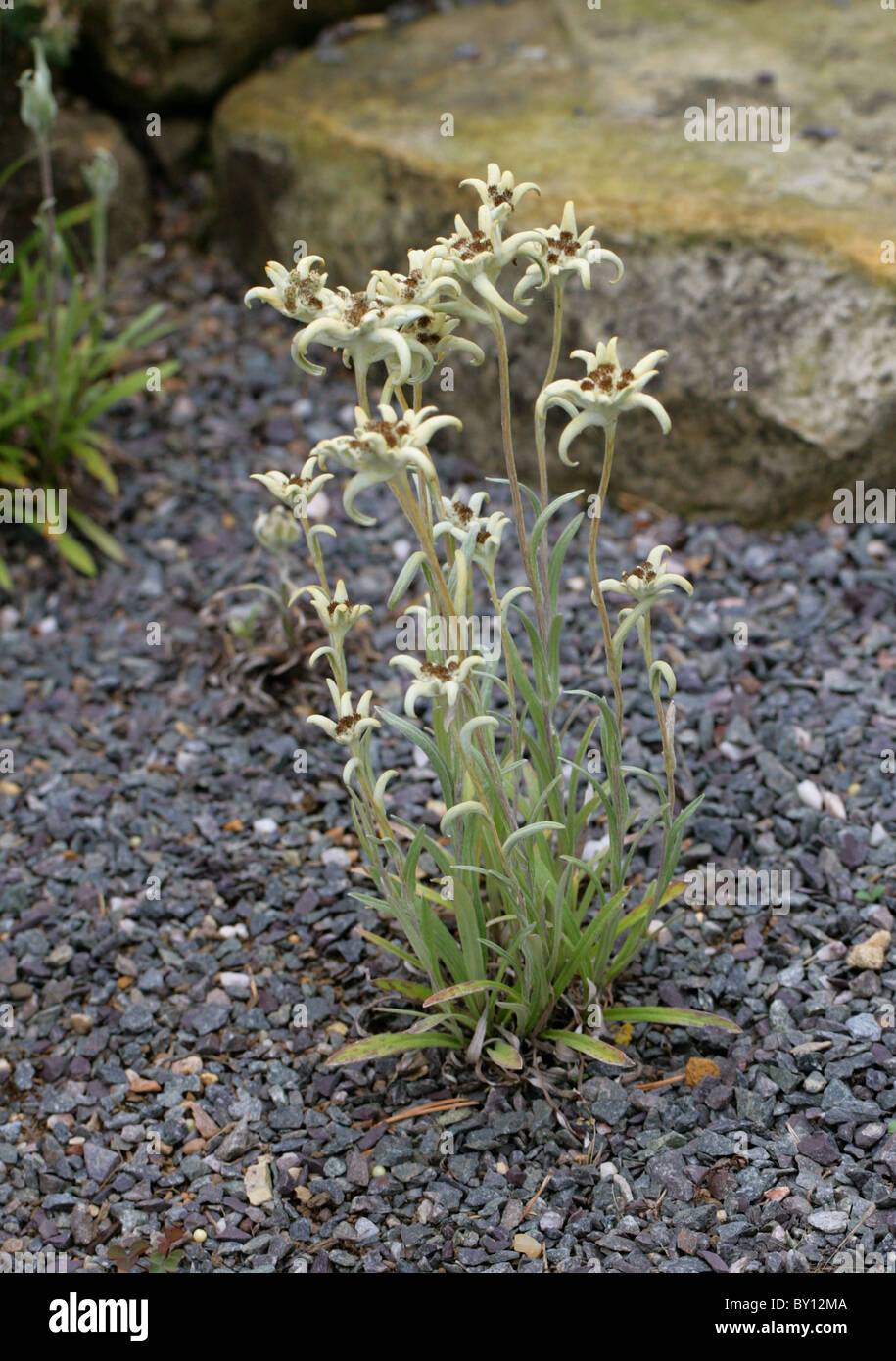 Edelweiss Flowers, Leontopodium alpinum, Asteraceae, Alpine Europe. Stock Photo