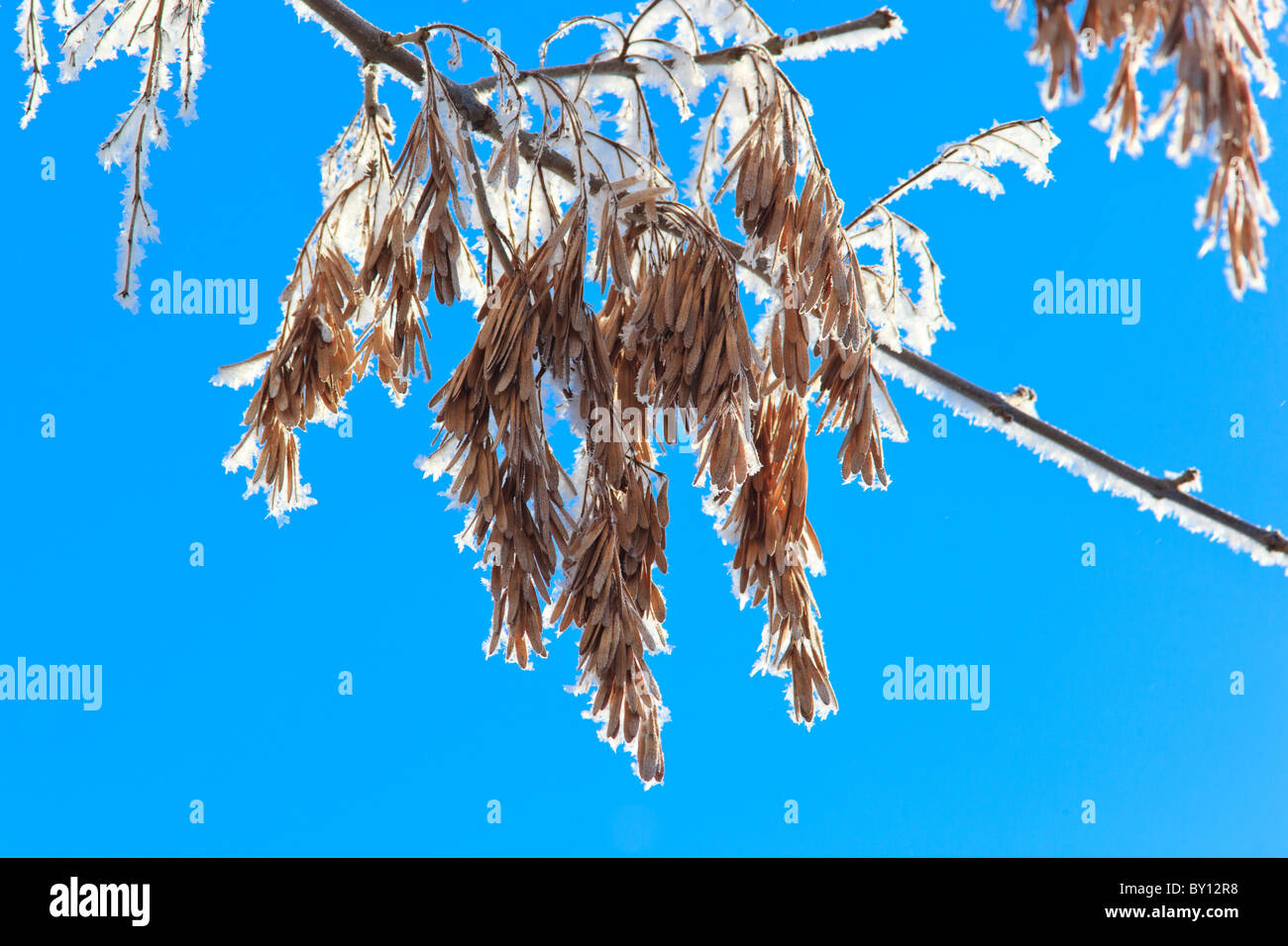 Seeds of an ashtree (Fraxinus excelsior, or European Ash Stock Photo Alamy