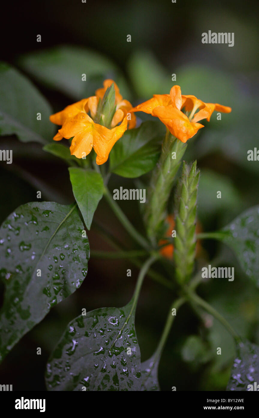 Firecracker Flower, Crossandra infundibuliformis, Acanthaceae, Southern India, Malaysia and Sri Lanka. Stock Photo