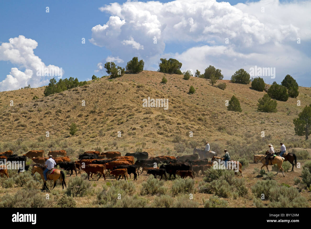 Cowboys on a cattle drive in the desert near Cuba, New Mexico, USA. Stock Photo