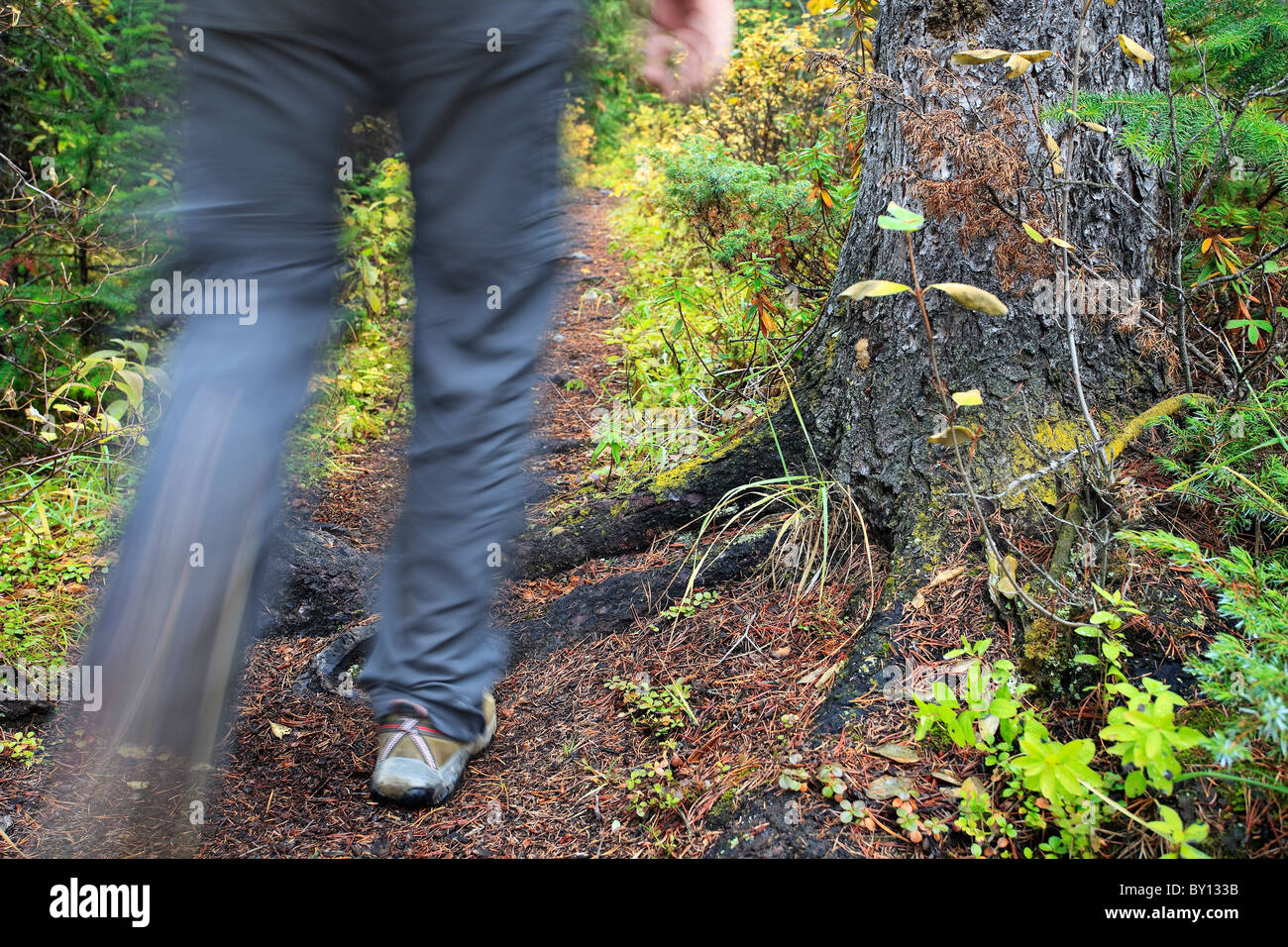 Man hiking on a forest trail, motion blurred, Yoho National Park, British Columbia, Canada. Stock Photo