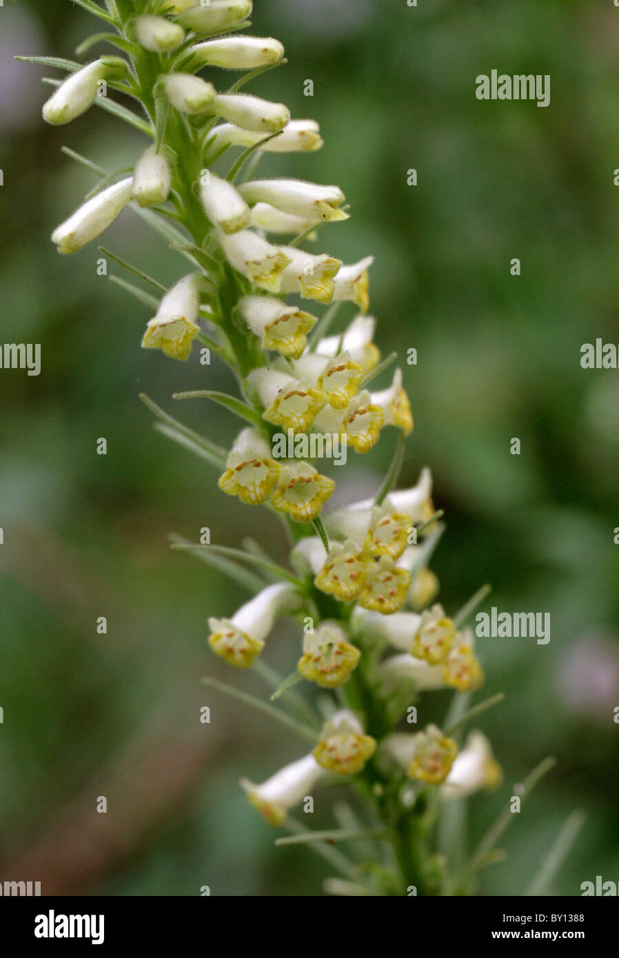 Green Foxglove, Digitalis viridiflora, Plantaginaceae (Previously