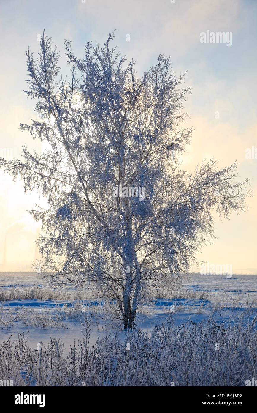 Beautiful winter landscape with white snow and the blue sky Stock Photo ...