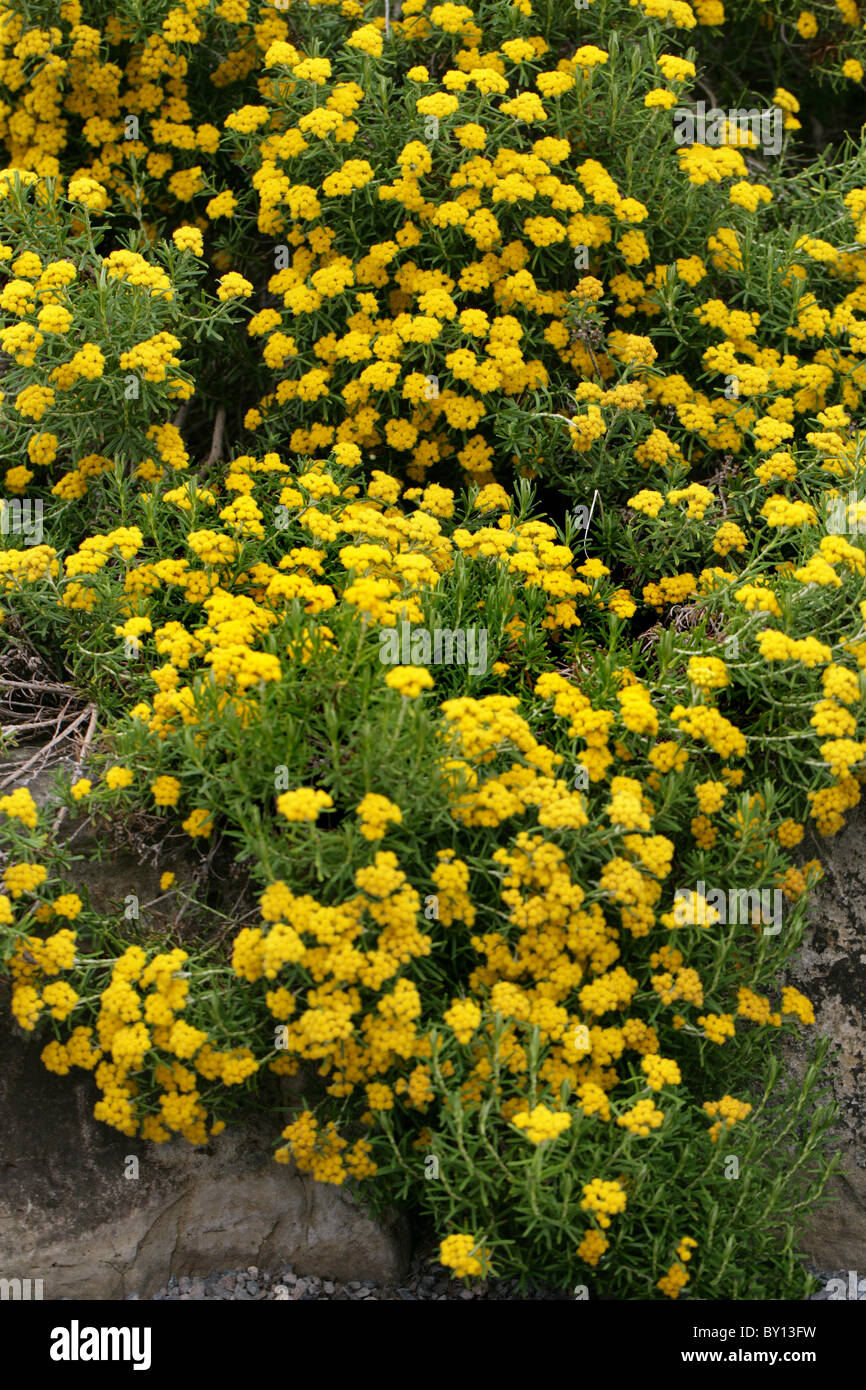 Strawflower aka Everlasting Flower, Helichrysum trilineatum, Asteraceae