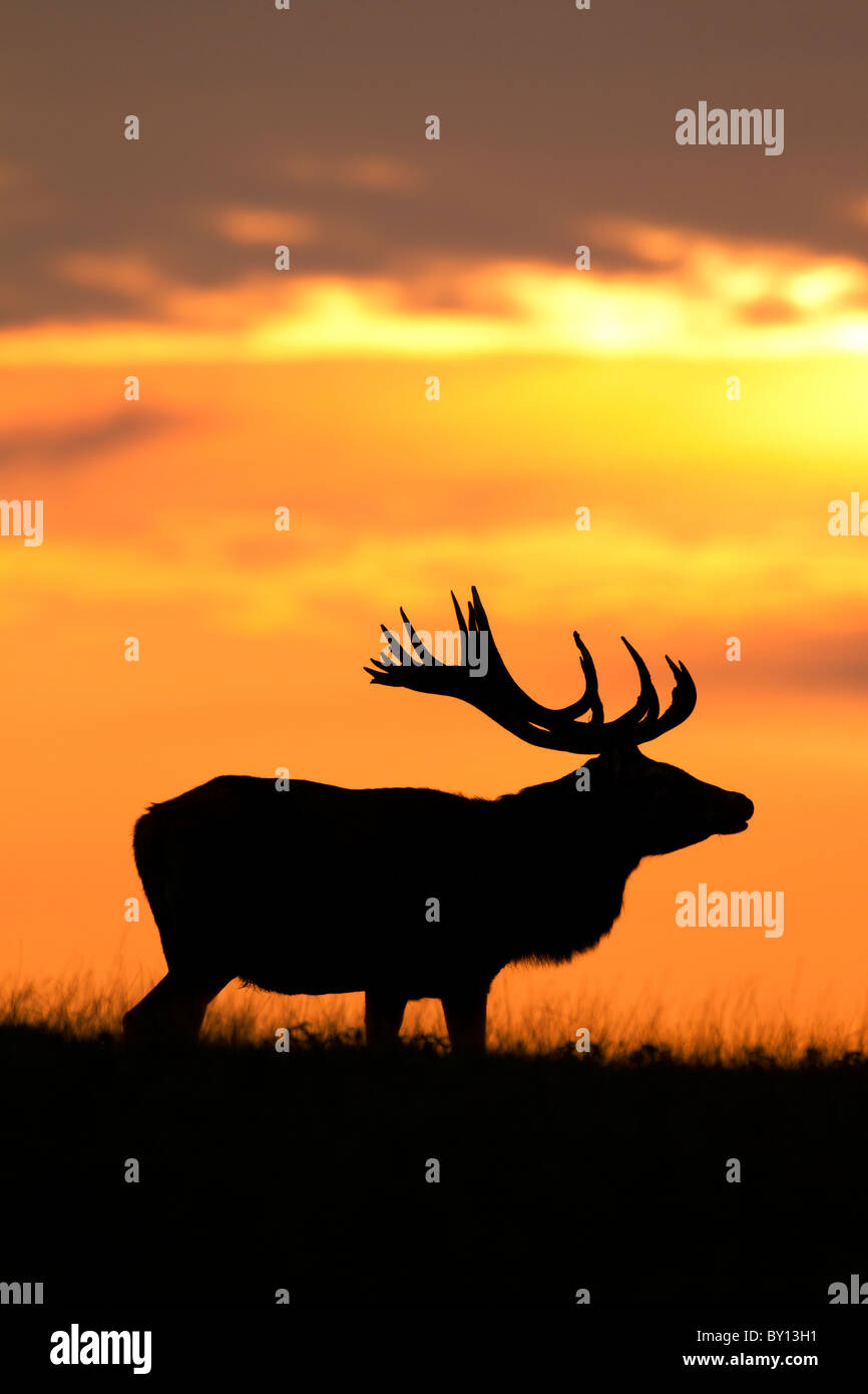 Red deer stags silhouetted at sunset in winter, UK - Stock Image -  C049/6189 - Science Photo Library